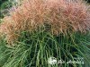 Miskantas kininis ,Huron Sunrise' (lot.  Miscanthus sinensis)
